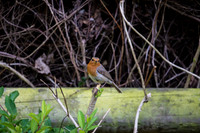 Robin-2.jpg