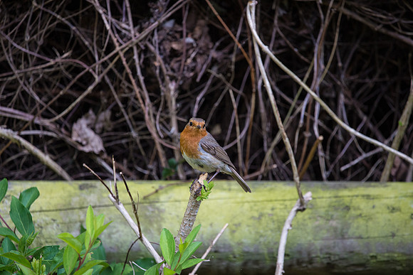 Robin-2.jpg