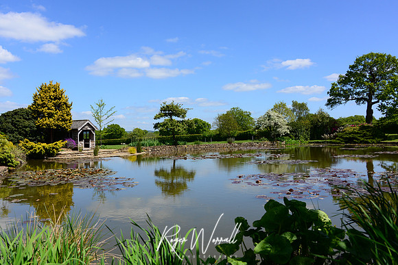 Pond Life