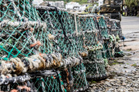 Lobster Pot