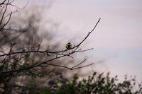 Great Tit.jpg
