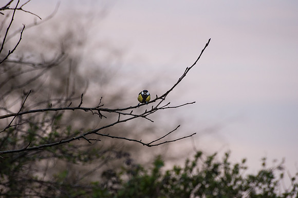 Great Tit.jpg