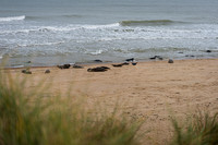 Horsey Beach Seal Colony-14.jpg