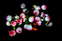 Festival of Lights