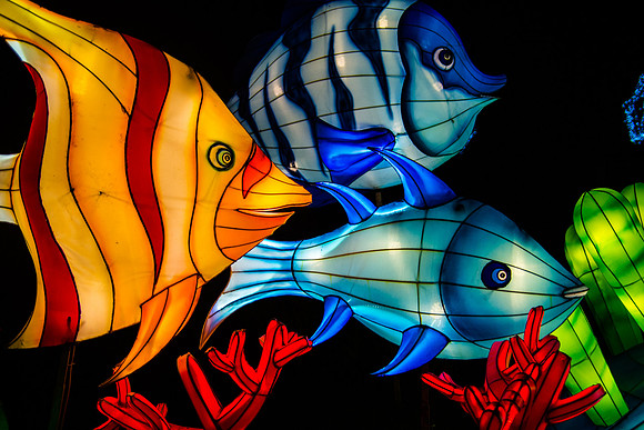 Festival of Lights