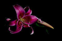 Lily
