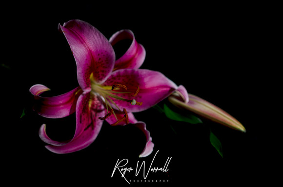 Lily