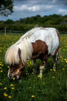 Happy Horse.jpg