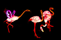 Festival of Lights