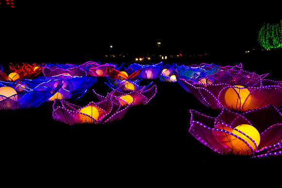 Festival of Lights