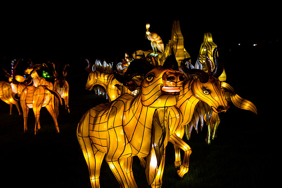 Festival of Lights