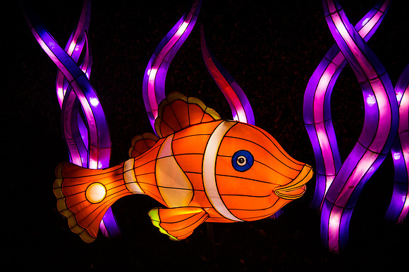Festival of Lights