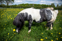 Happy Horse-3.jpg