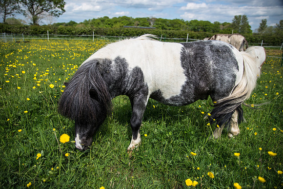 Happy Horse-3.jpg