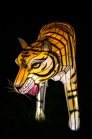 Festival of Lights