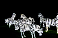 Festival of Lights