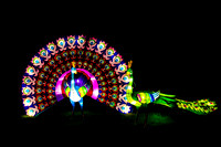 Festival of Lights