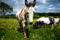 Donkey-2.jpg