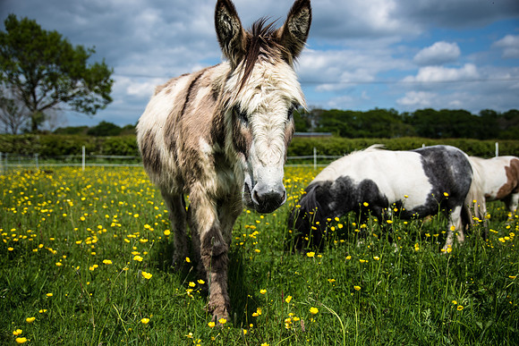 Donkey-2.jpg