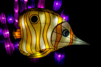 Festival of Lights
