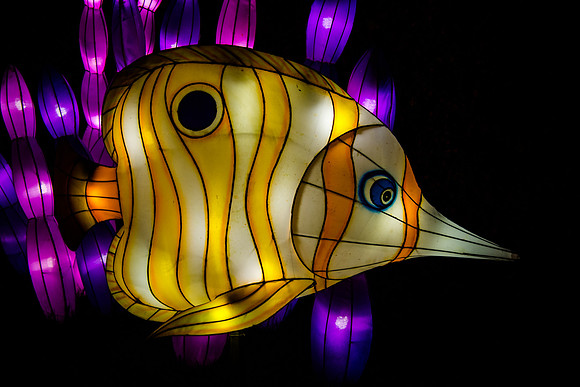 Festival of Lights