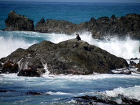 Basking Sea Lions