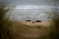 Horsey Beach Seal Colony-16.jpg