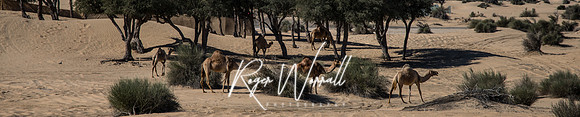 Camels