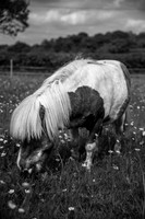 Happy Horse.jpg