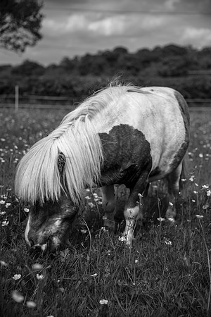 Happy Horse.jpg