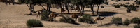Camels