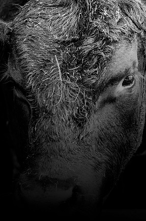Leo the Bull