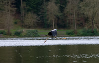 Heron in flight
