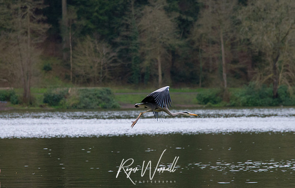 Heron in flight
