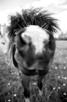 Horsing Around