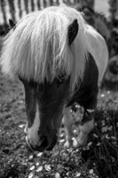 Well Groomed.jpg