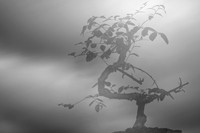 Bonsai Storm