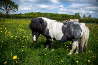 Happy Horse-2.jpg