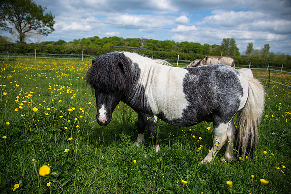 Happy Horse-2.jpg