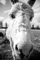 It's Only A Donkey.jpg