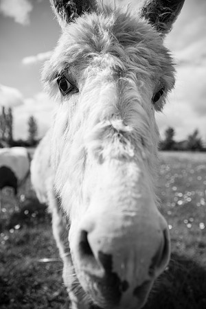It's Only A Donkey.jpg