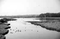 Lymington Nature Reserve.jpg
