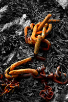 Chain on a rock