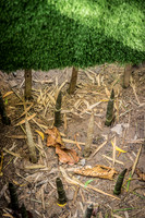 DSC_7818-2.jpg