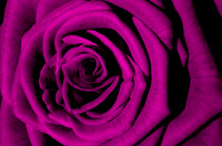 Purple Rose