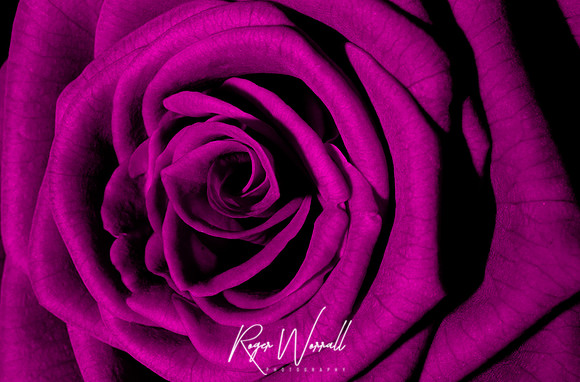 Purple Rose