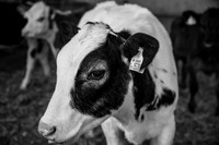 Calfs.jpg