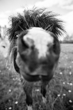 Nosy Horse.jpg