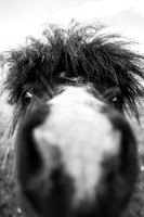 Bad Hair Day.jpg