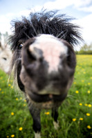 Nosy Horse.jpg